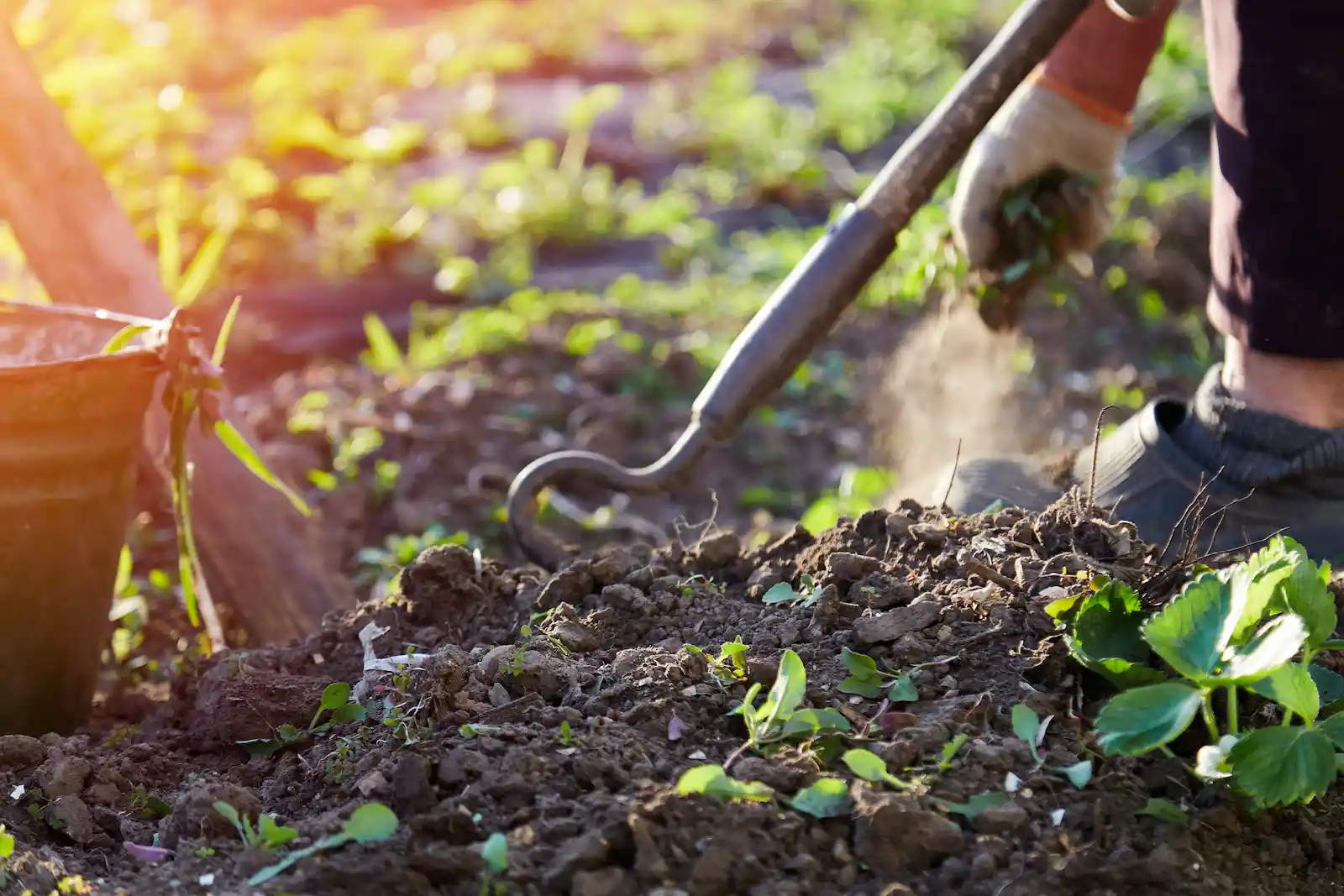 Gardening in well-maintained outdoor areas for senior residents.