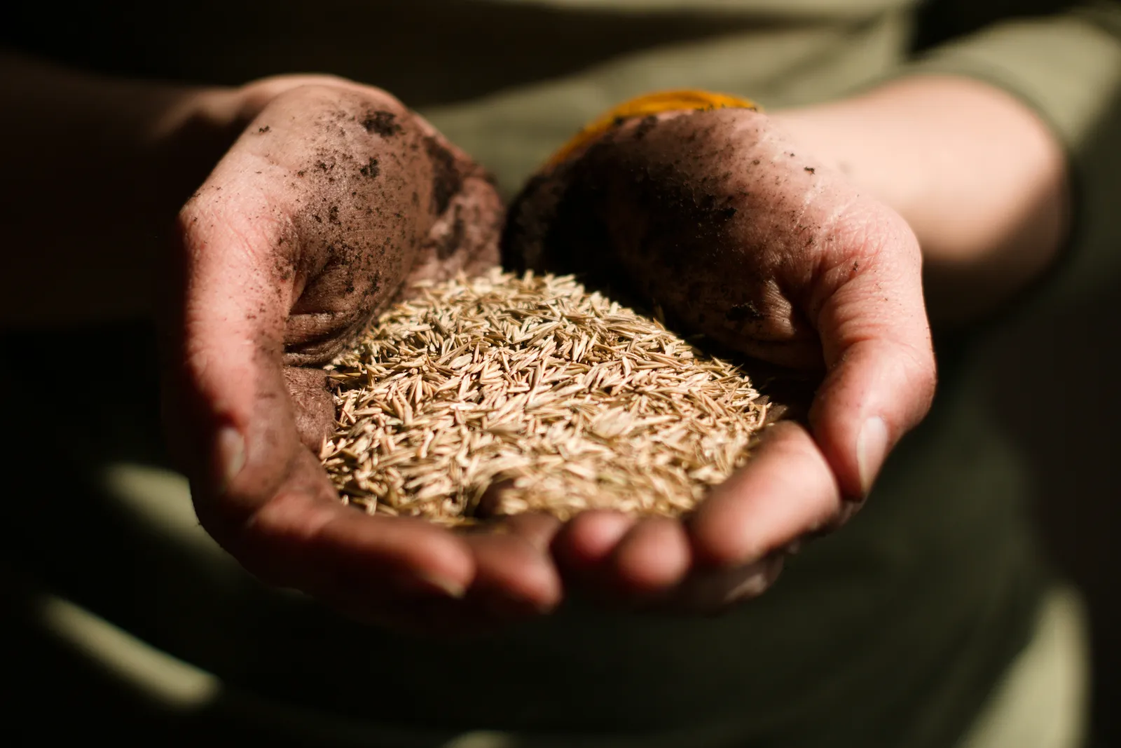 helping hands offering grains to those in need